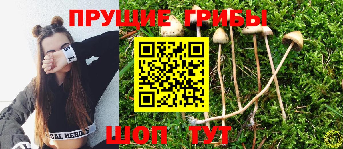 Галлюциногенные грибы Psilocybine cubensis Луга